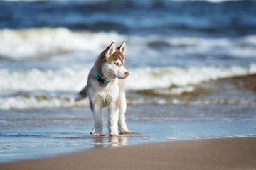 siberian husky puppy walking on a beach © otsphoto
