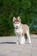 siberian husky puppy posing outdoors