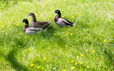 Wild duck in the grass with dandelions