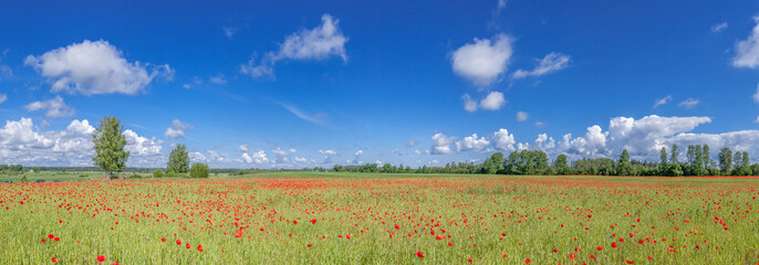 Panorama of the field with poppies. - 113164798