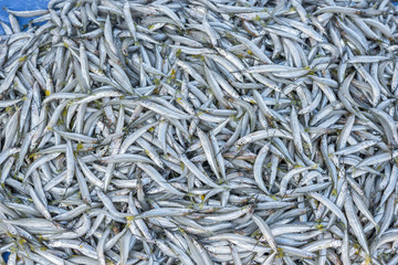 Fresh organic sea fish at market