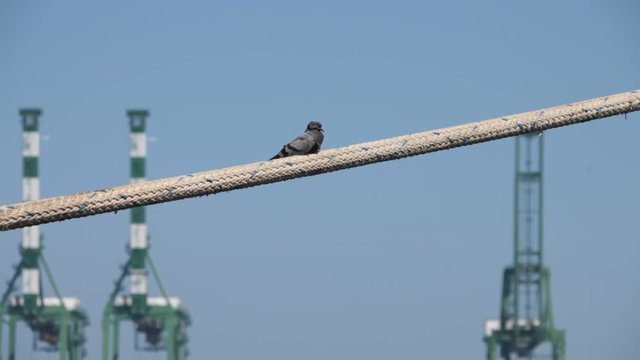 Pigeon on the Rope