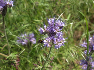 honigbiene auf phacelia-nahaufnahme