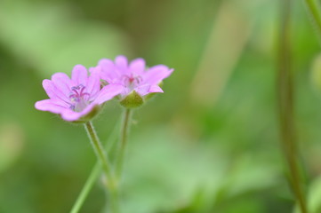 Fototapeta premium géranium des prés
