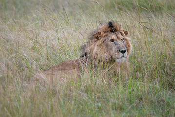 Photos wild lion lying in the grass of the African savanna, photographed in Kenya
