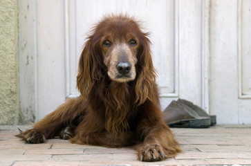 Irish setter lying on the doorstep and guarding the shoes of their masters
