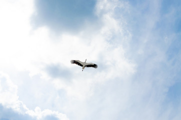 Stork flying alone on sky