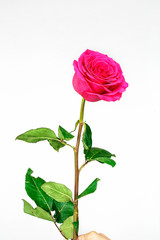 Pink rose on white background