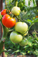 fresh Tomatoes in the garden ,Plant selective focus