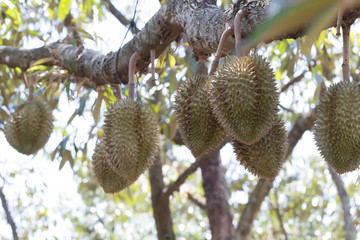 raw durain with brown spikes on tree