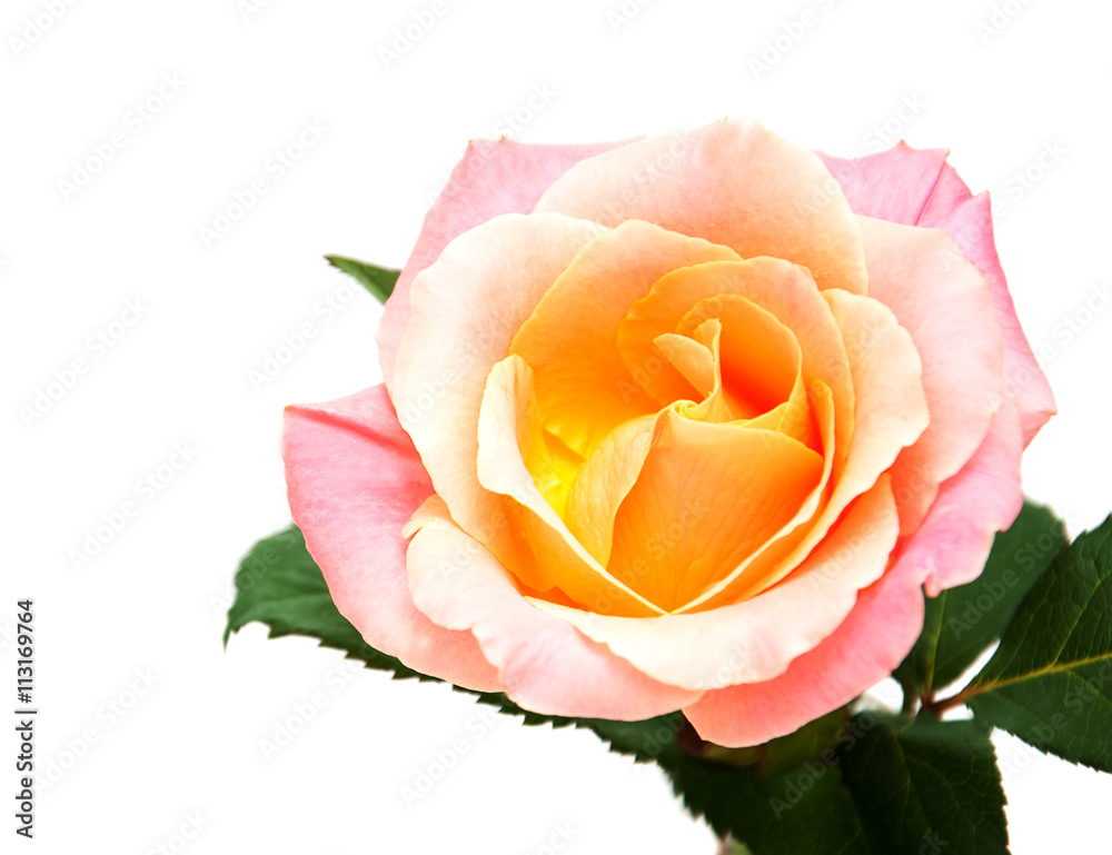 Wall mural Pink rose on a white background