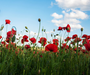 meadow with beautiful  red poppy flowers