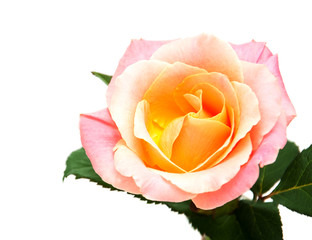 Pink rose on a white background