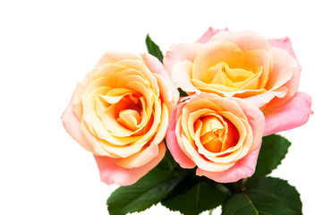 Pink roses on a white background