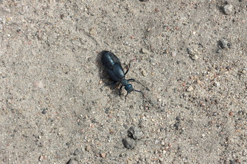 Черный жук на фоне песка