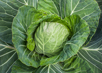 Fototapeta premium Green young cabbage growing in the garden. Harvesting cabbage.