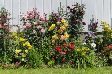 Background of mixed flower bed in garden, Sofia, Bulgaria
