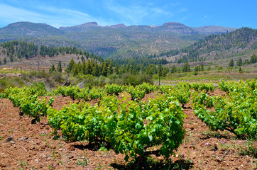Fototapeta na wymiar View of a vineyard in the south of Tenerife,Canary Islands,Spain.
