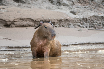 Wasserschwein