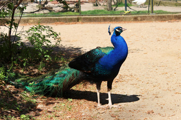 Fototapeta premium Pfau 