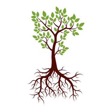 Shape of Tree, Roots and Green Leafs. Vector Illustration.