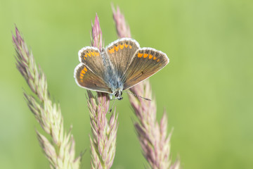 Common Blue female butterfly close-up