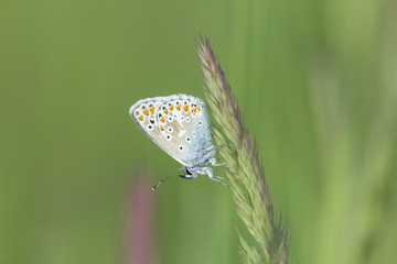 Common Blue female butterfly close-up