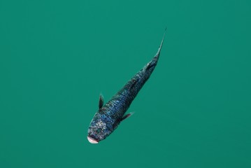 Cefalo accaldato.