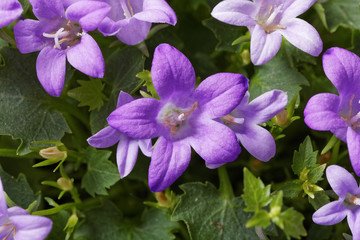 Blooming purple flowers Campanula