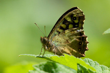 Obraz na płótnie Canvas Speckled wood butterfly with wings shut in morning sun.