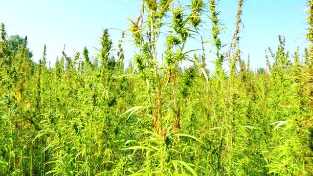 walking through a marijuana cannabis field plantation point of view pov steadicam shot industrial hemp