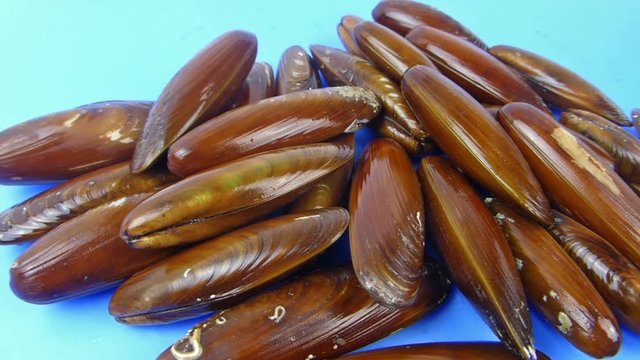 Mussels lithophaga camera pans