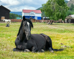 Black Horse on the meadow
