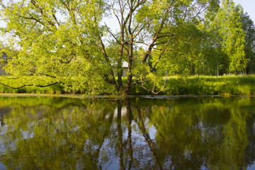 Fototapeta na wymiar Mirroring of a large tree in the water of the lake. A beautiful peaceful rural landscape. Big tree by the lake.