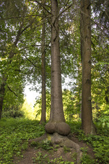 Ancient tree with a trunk similar to erect penis. The whimsical nature has created an amazing tree trunk. Wonders of nature in Pavlovsk Park Saint-Petersburg. Funny tree in the Royal Park.