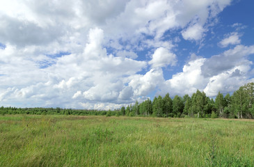 Summer green field under the blue sky with beautiful clouds on the forest background