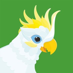 Parrots - White Cockatoo. This vector illustration funny cockatoo in white plumage and yellow crest.