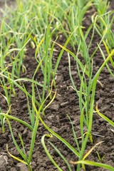 Green onion plantation