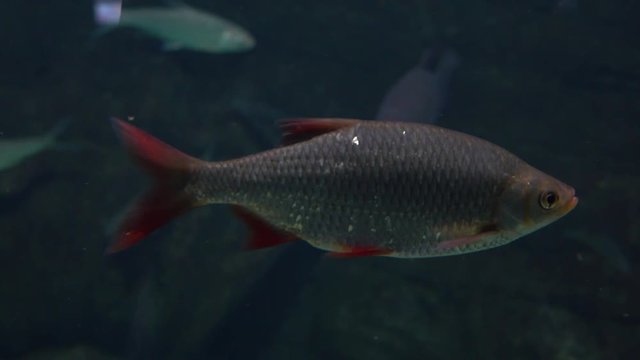 Rudd fish floating under water. 4K close up video