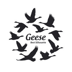 Fototapeta premium Geese silhouette on the white background