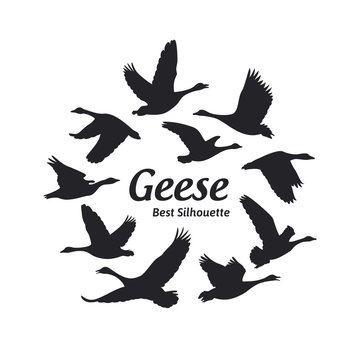 Geese silhouette on the white background