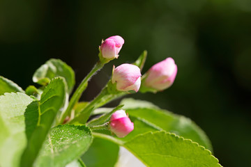 Obraz na płótnie Canvas The pink buds of Apple trees on a dark background