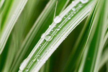 Decorative sedge with drops of water