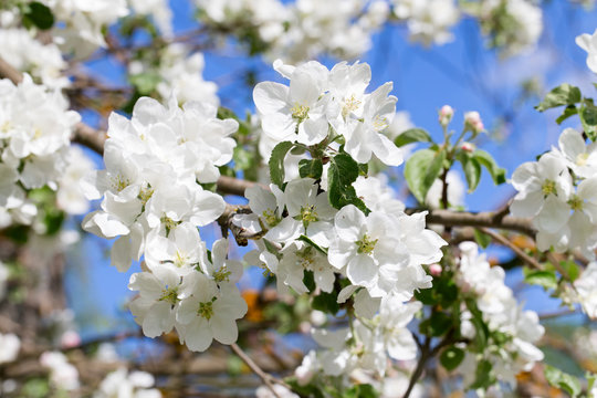 White Apple blossoms