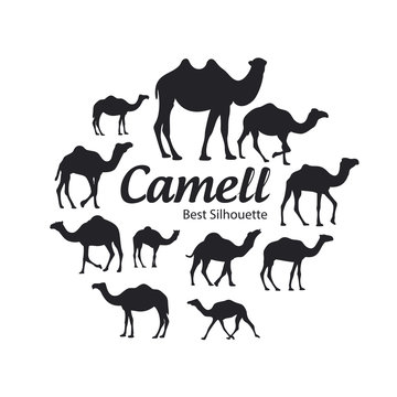 Camel silhouette on the white background