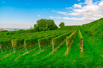 Fototapeta na wymiar Vines in Germany.
