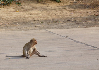 Monkey sitting on the road