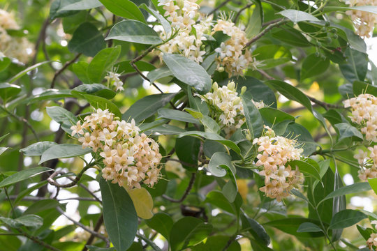 Close up Tembusu flowers(Fagraea fragrans Roxb.)