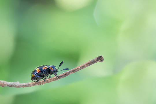 Colorful Bug Resting On leaf,bug.