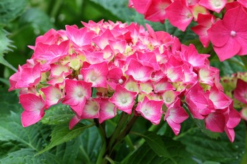 Hydrangea - Hortensia